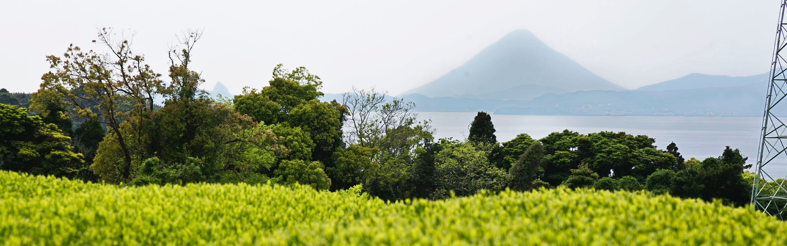 大根占の風景 茶畑越しに錦江湾と対岸の開聞岳