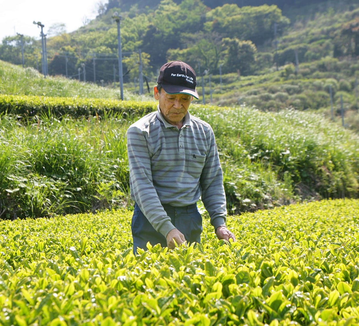 茶葉の有機栽培風景01