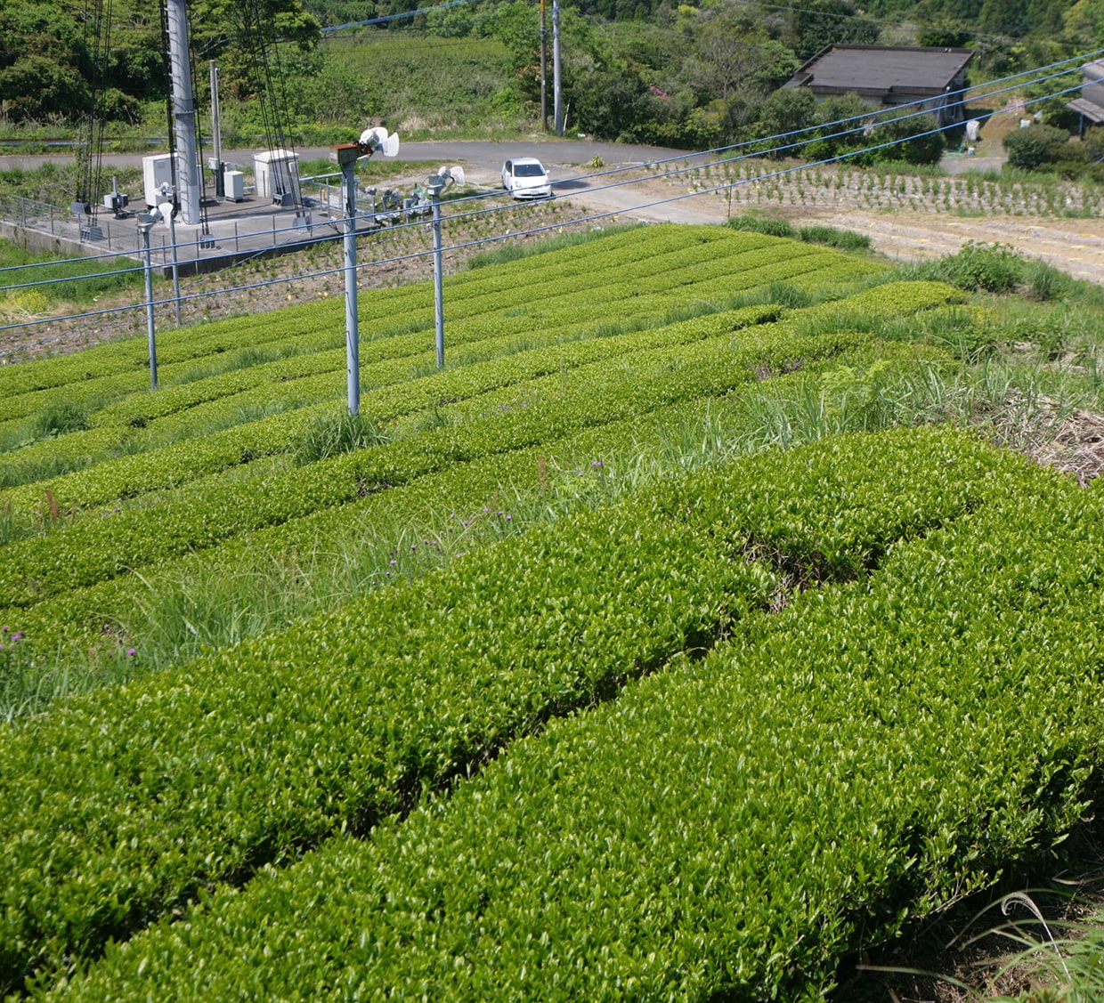 茶葉の有機栽培風景02